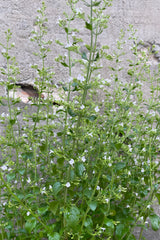 Calamintha var. nepeta in bloom and up close mid July showing the small light white purple flowers. 