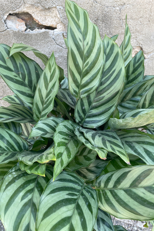 A close up of the striped ovate leaves of Calathea 'Freddie'