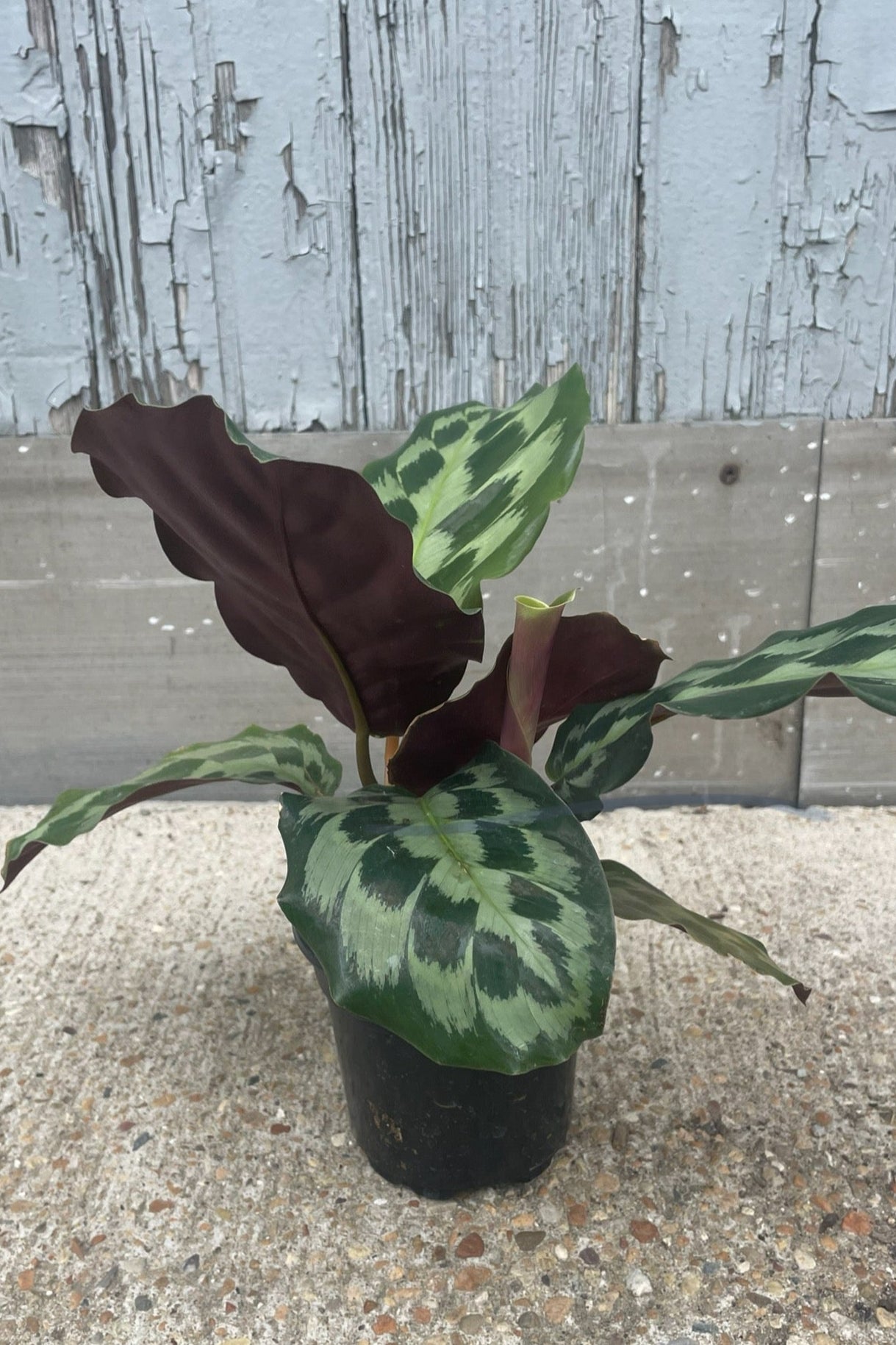Photo of a Calathea with broad green brushstrokes on its leaves. The back side of the leaves is visible and is purple. The plant in shown in a black pot in front of a gray wall. ©Sprout Home