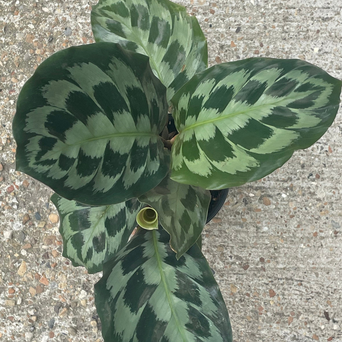 helen kennedy calathea Calathea 'Helen Kennedy' 6