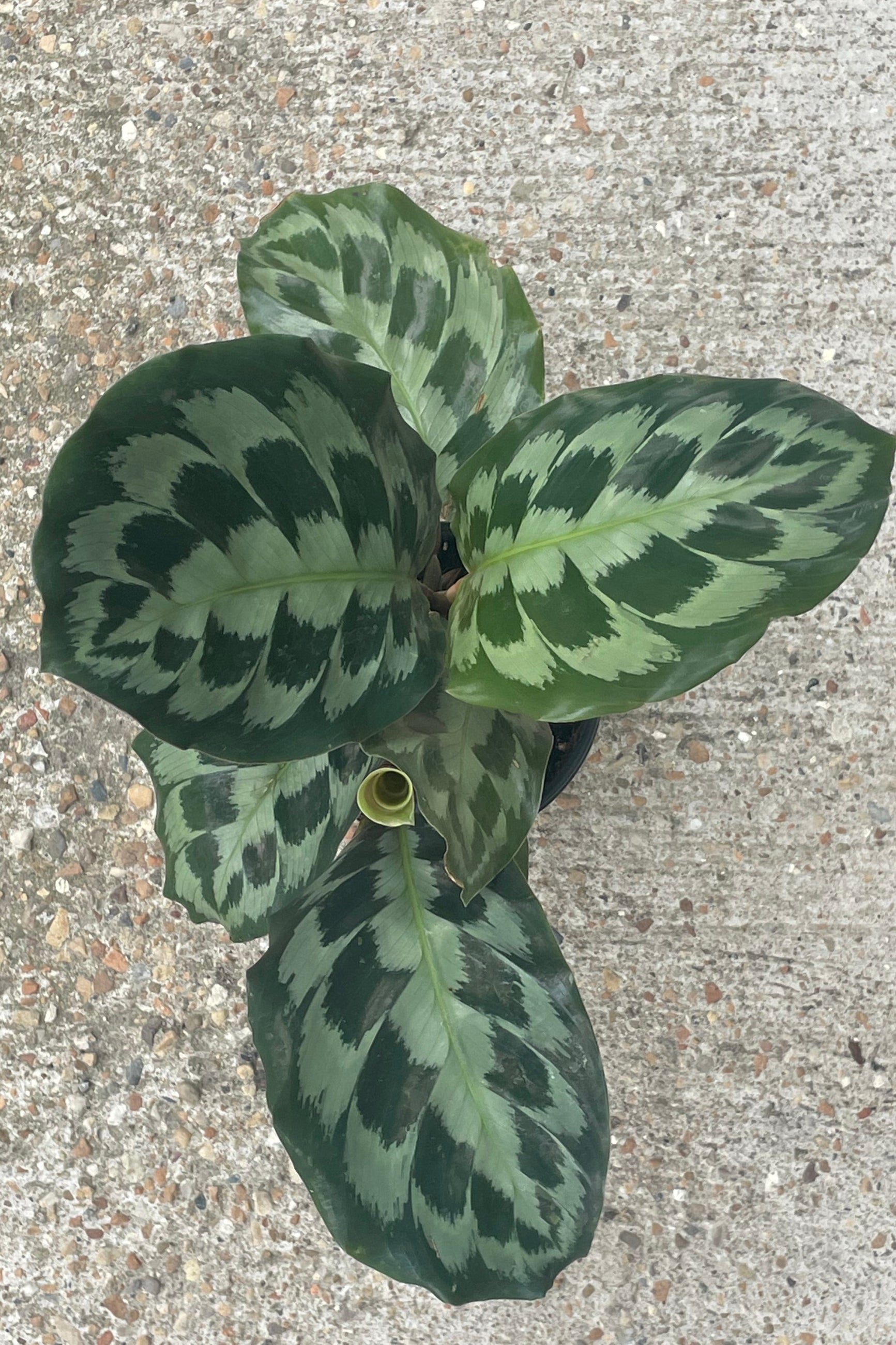 An overhead view of the broad leave of a plant with round leaves and green brush stroke patterns. The plant is Calathea 'Helen Kennedy' shown against a gray background. ©Sprout Home