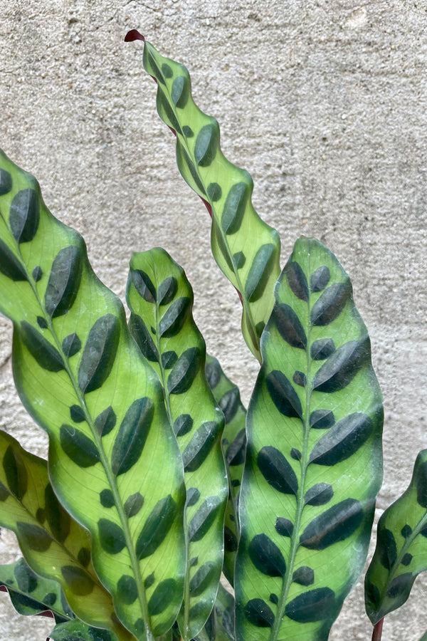 Close up photo of the front of the leaves of Calathea lancifolia against a cement wall.