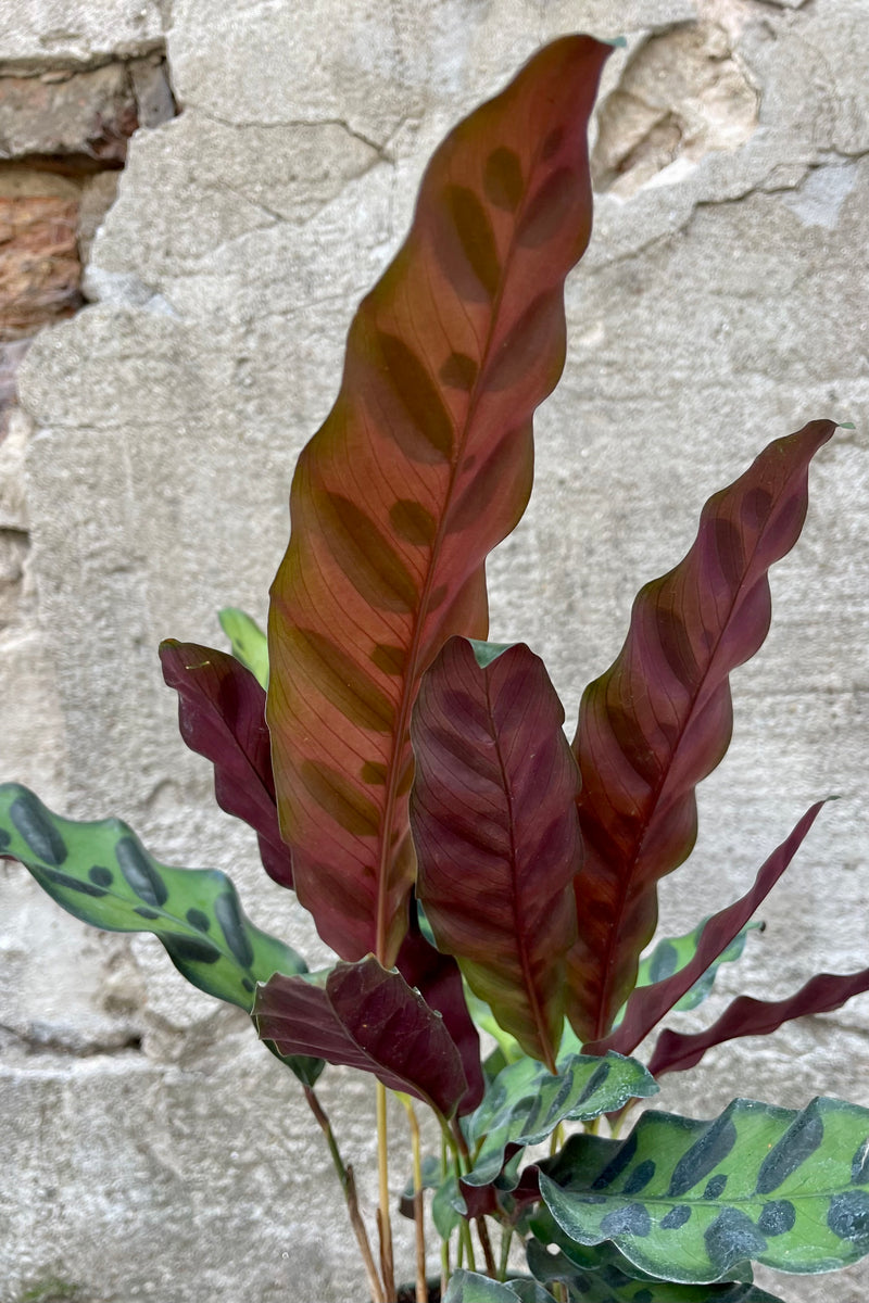 Close up photo of the backs of the leaves of Calathea lancifolia against a cement wall.