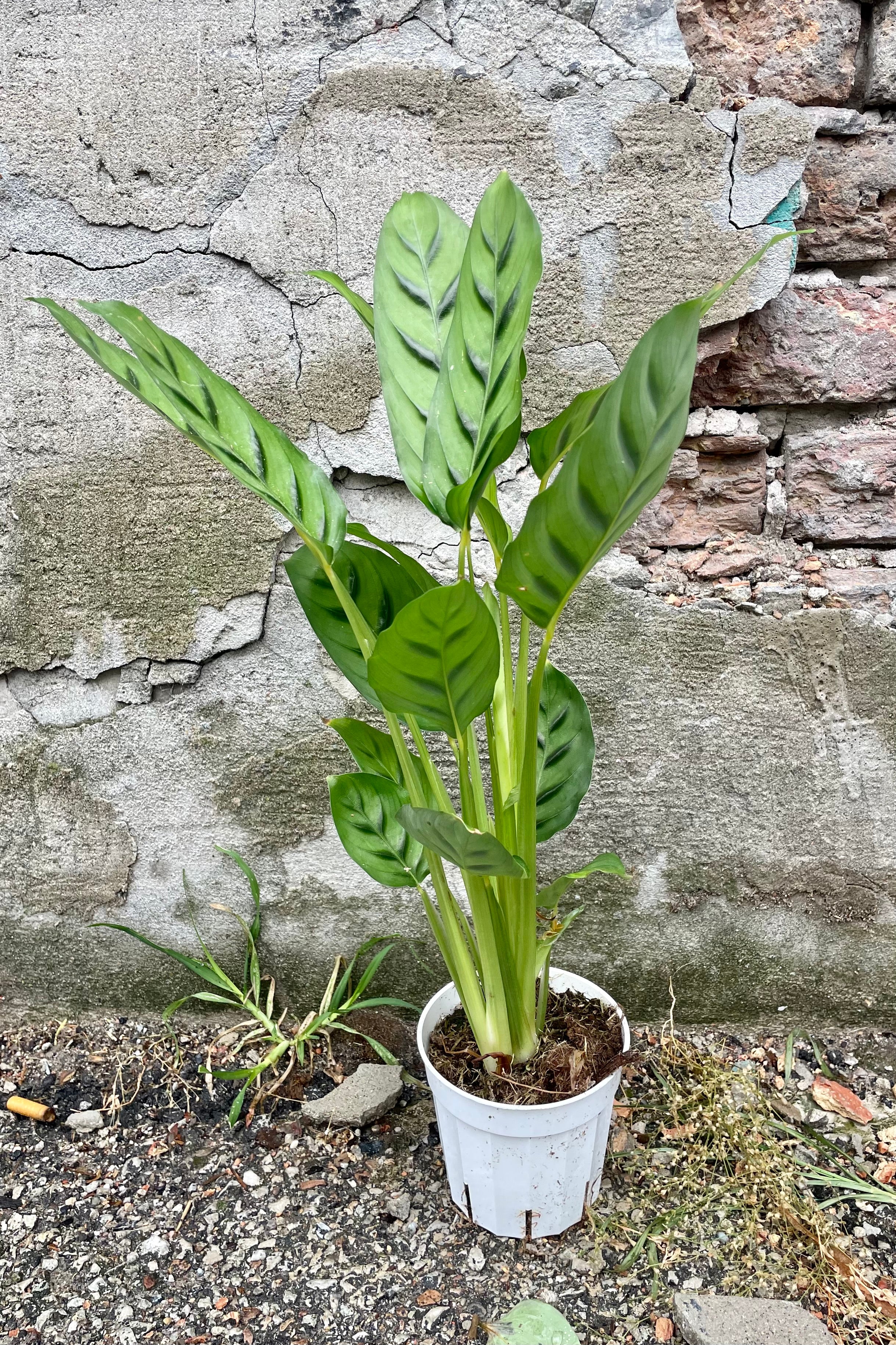 Ccalathea 'Leopardina' in a 4" growers pot standing tall. 