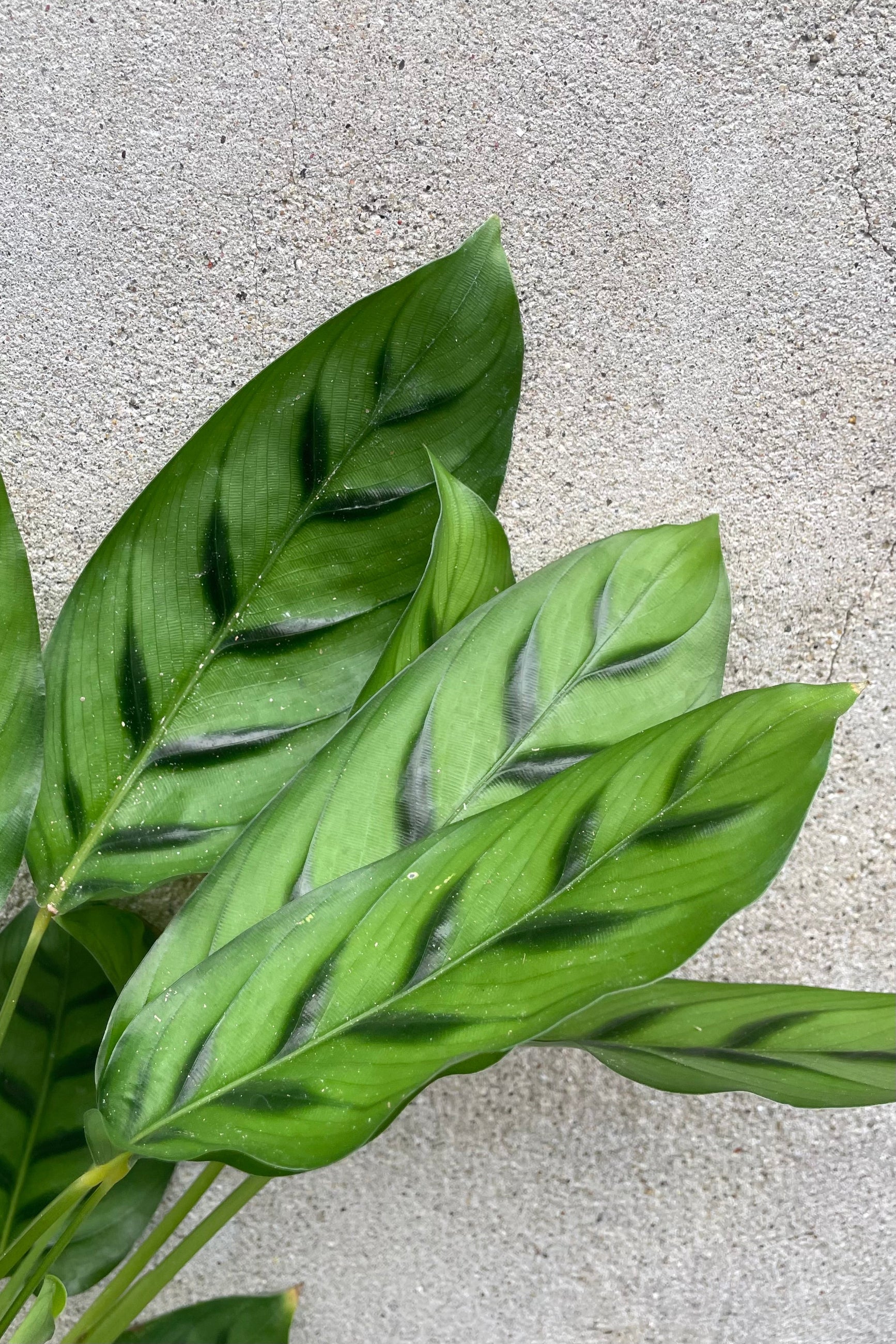 the ovate green with darker arrow like markings of the Calathea 'Leopardina' plant. ©Sprout Home