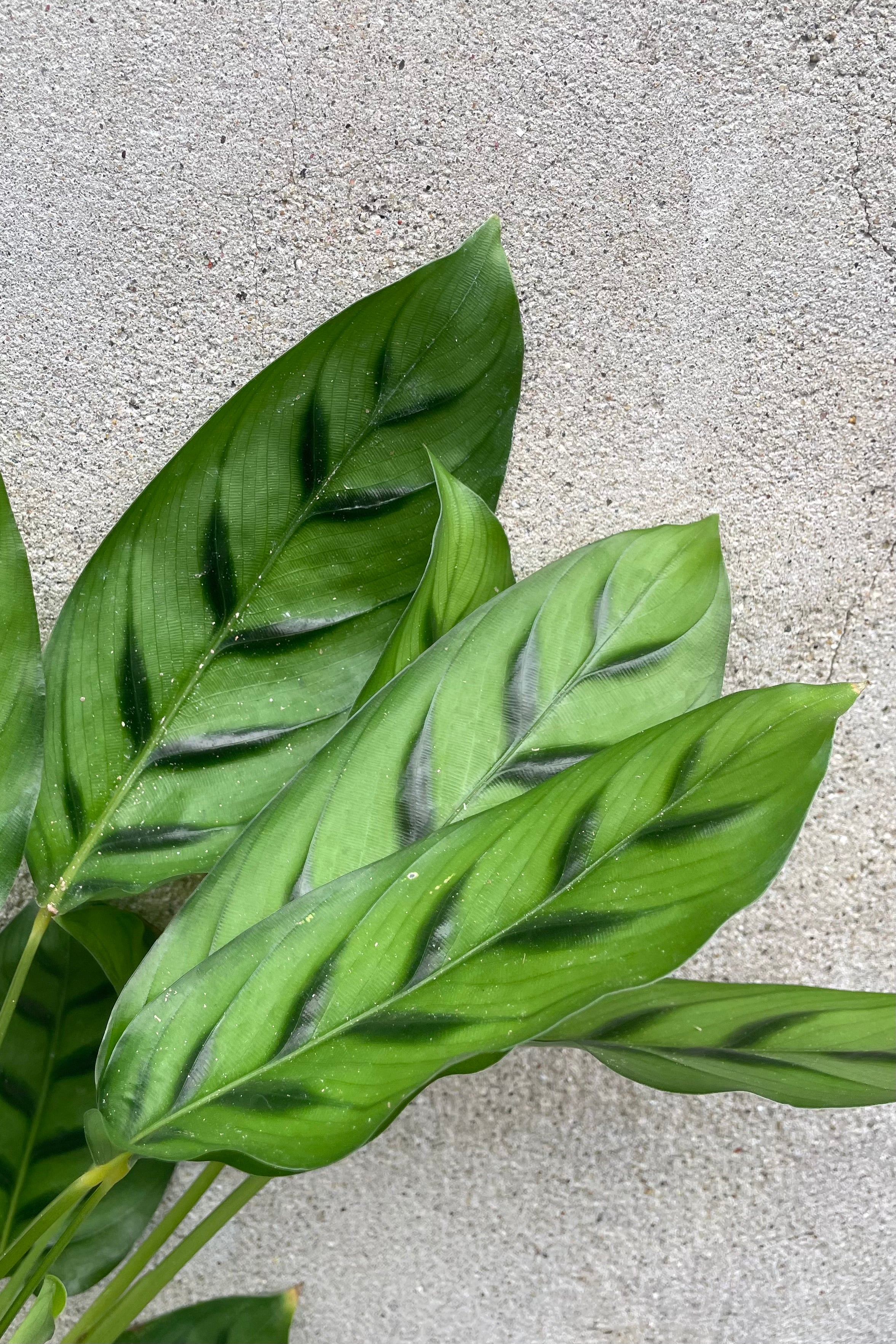 the ovate green with darker arrow like markings of the Calathea 'Leopardina' plant.