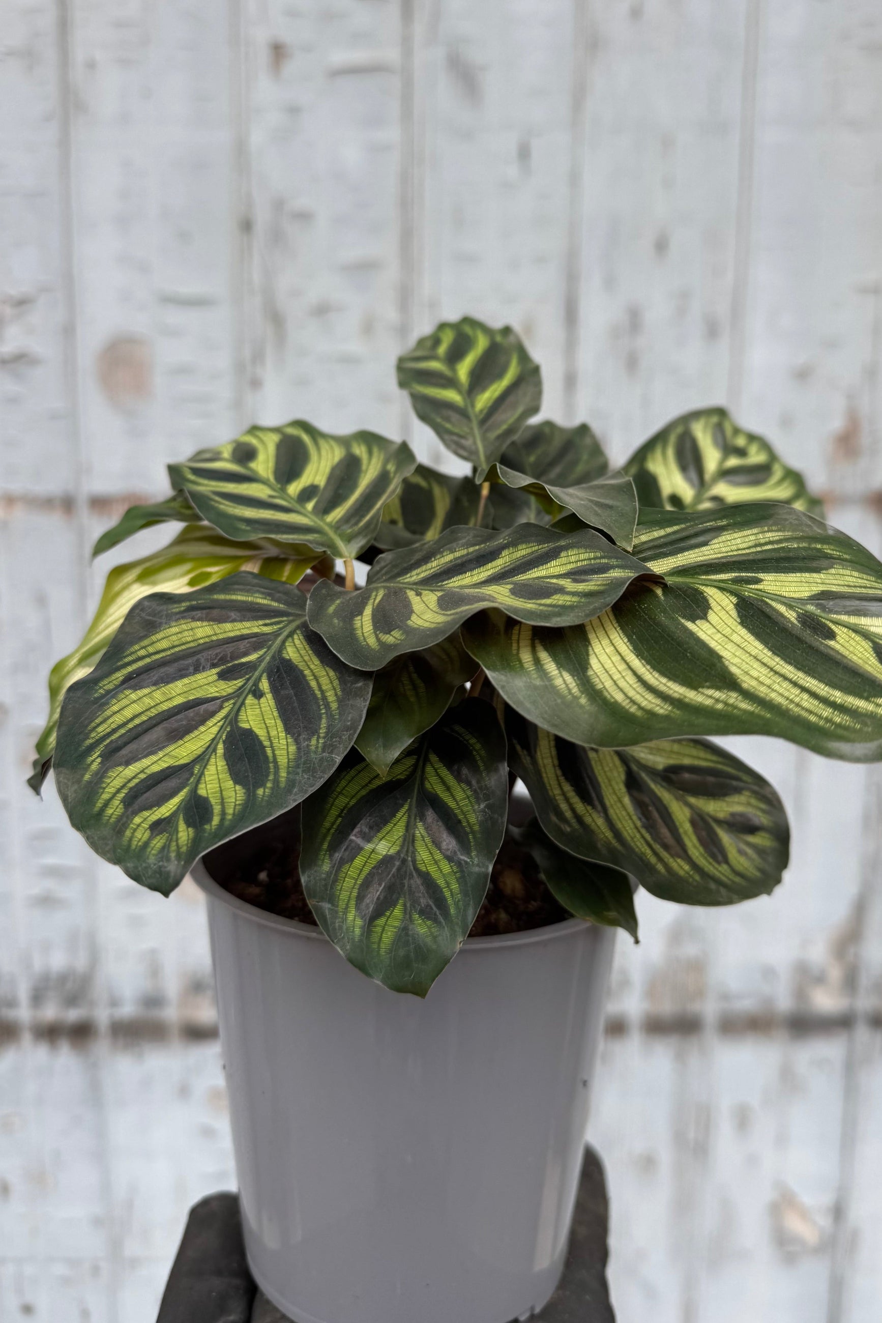 Photo of a houseplant with light and dark green spotted leaves. The plant is in a gray pot and in front of a gray wall. Calathea makoyana or Peacock Plant ©Sprout Home
