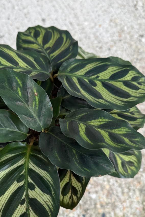 Close Photo of a houseplant with light and dark green spotted leaves. The plant is in front of a gray wall. Calathea makoyana or Peacock Plant ©Sprout Home
