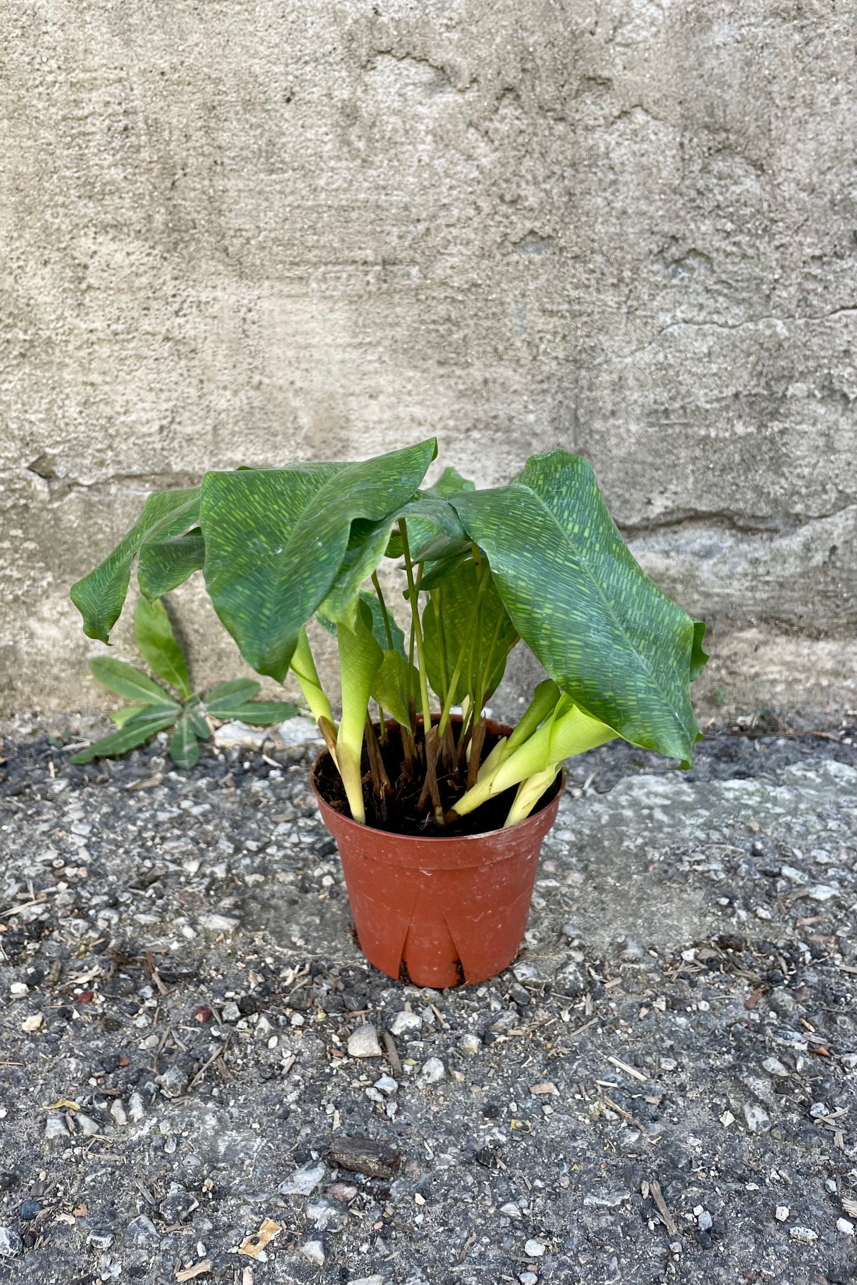 Photo of the green patterned leaves of Calathea musaica houseplant in an orange pot against a cement wall.  ©Sprout Home