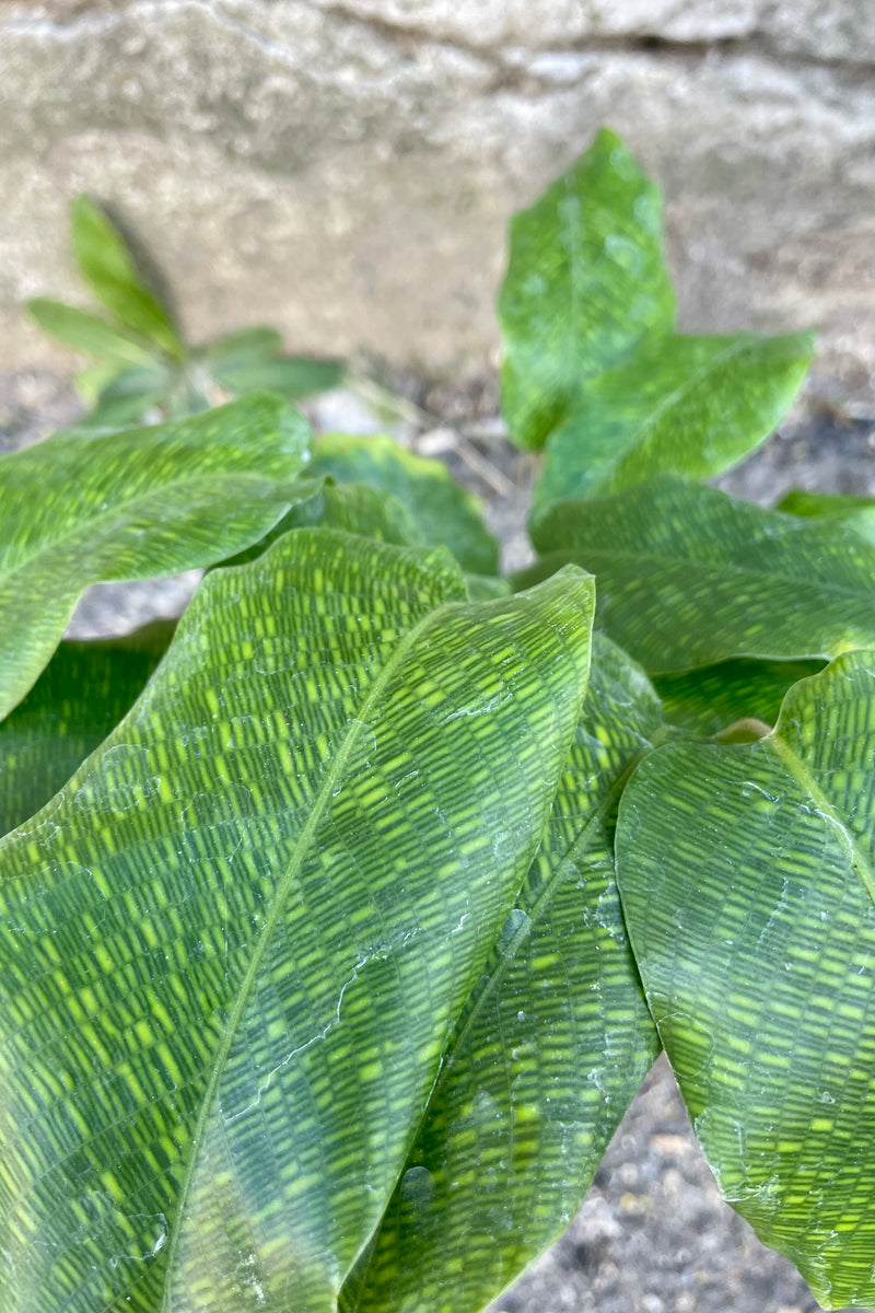 close photo of the patterned leaves of Calathea musaica against a cement wall.