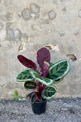 Photo of Calathea 'Angela' houseplant in a black pot against a cement wall.