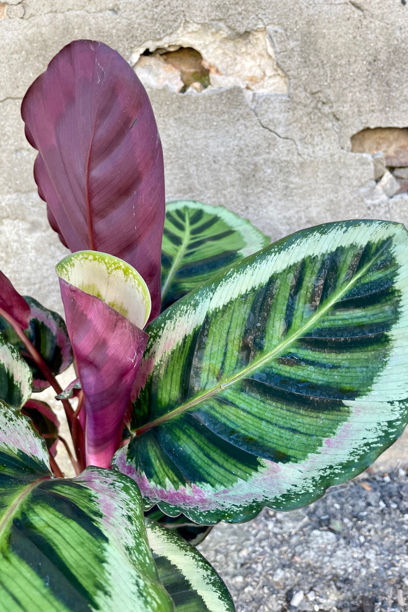 Close photo of green blue and purple leaves of Calathea roseopicta 'Angela' against a cement wall.