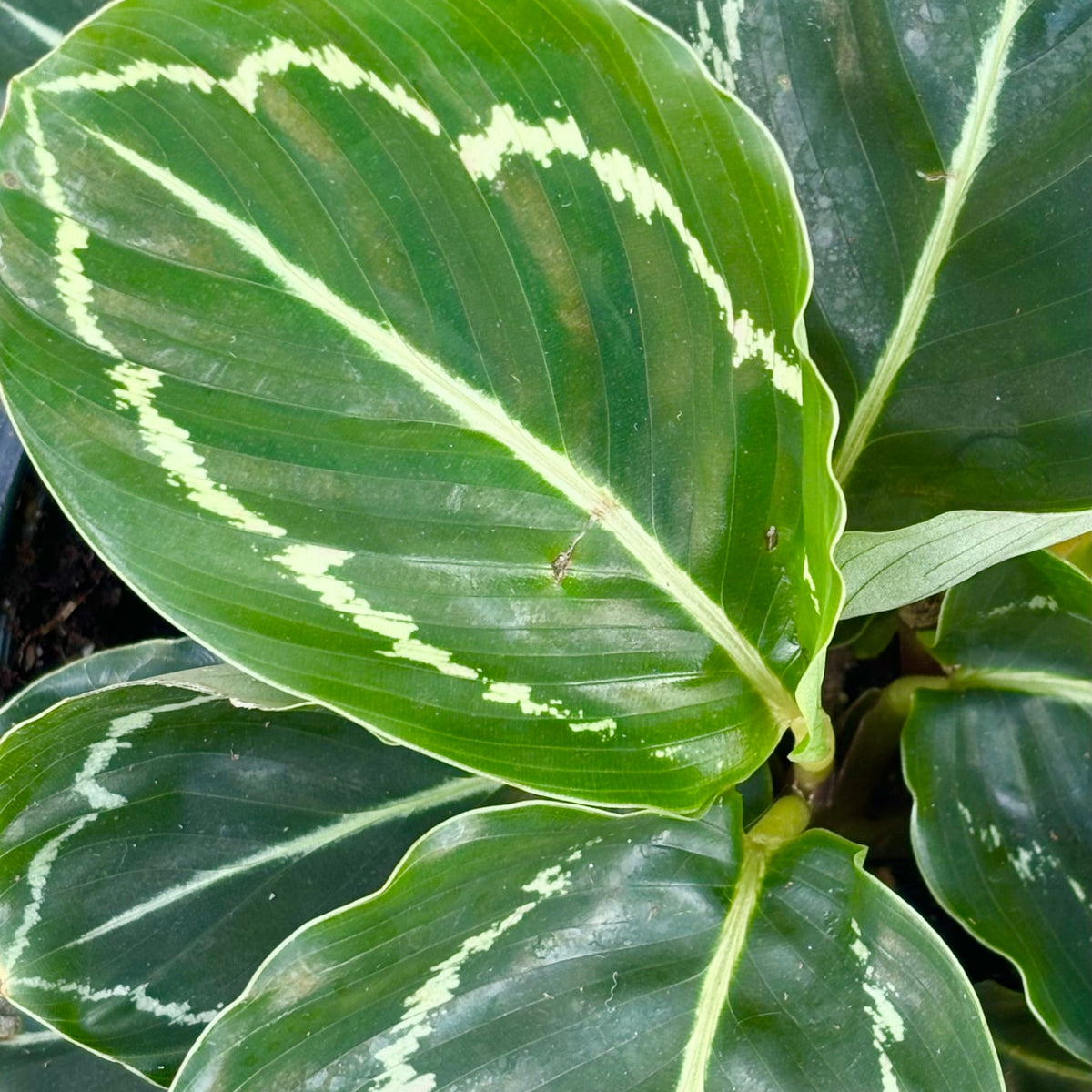 Calathea roseopicta 'Northern Lights' 6