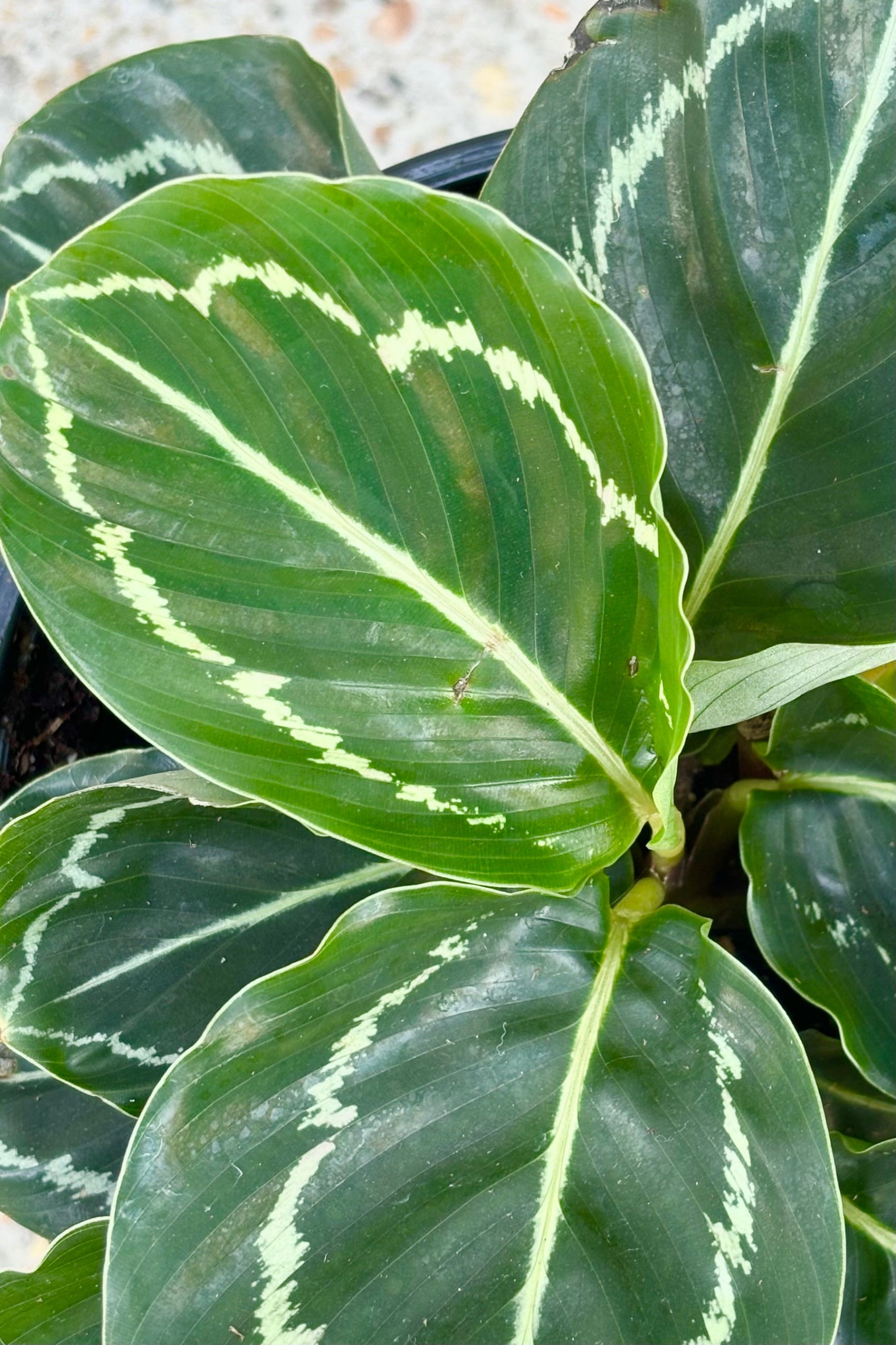 Close up of Calathea roseopicta ' Northern Lights' featuring orbicular dark green leaves with white patterning on the margin and central vein  ©Sprout Home