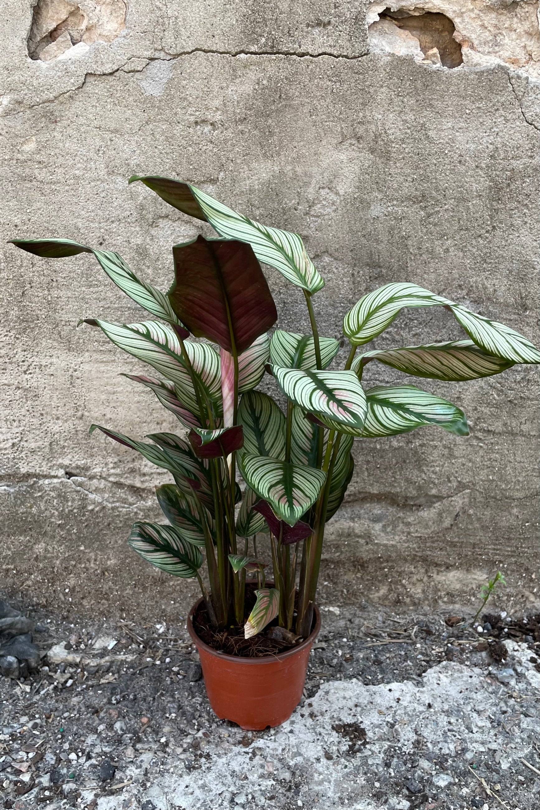 Calathea 'White Star' in a 4" growers pot against a concrete wall. ©Sprout Home