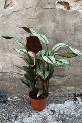Calathea 'White Star' in a 4" growers pot against a concrete wall.