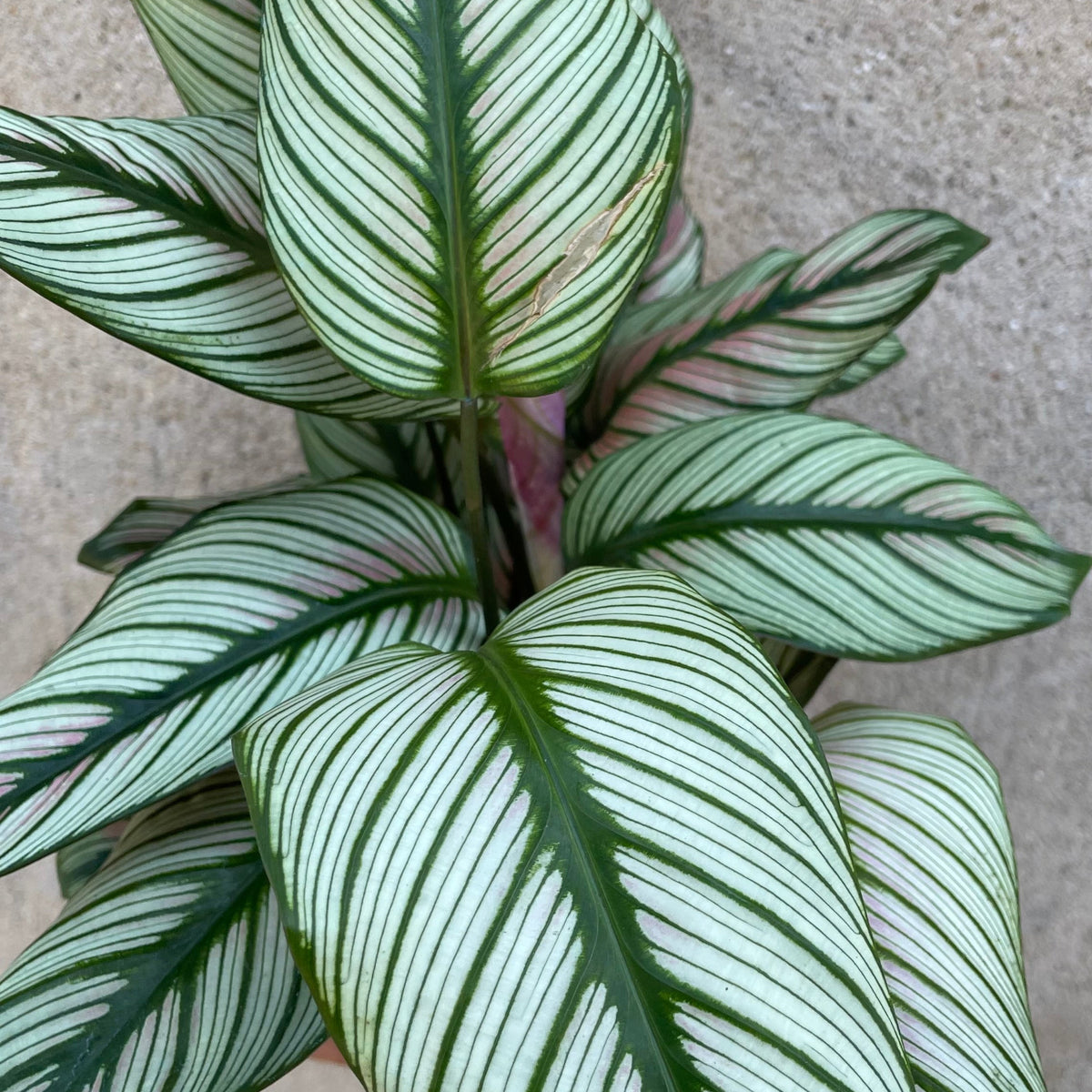 Calathea majestica 'White Star' 4