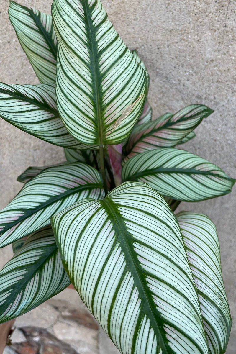 The white and bright striped leaves of the Calathea 'White Star'