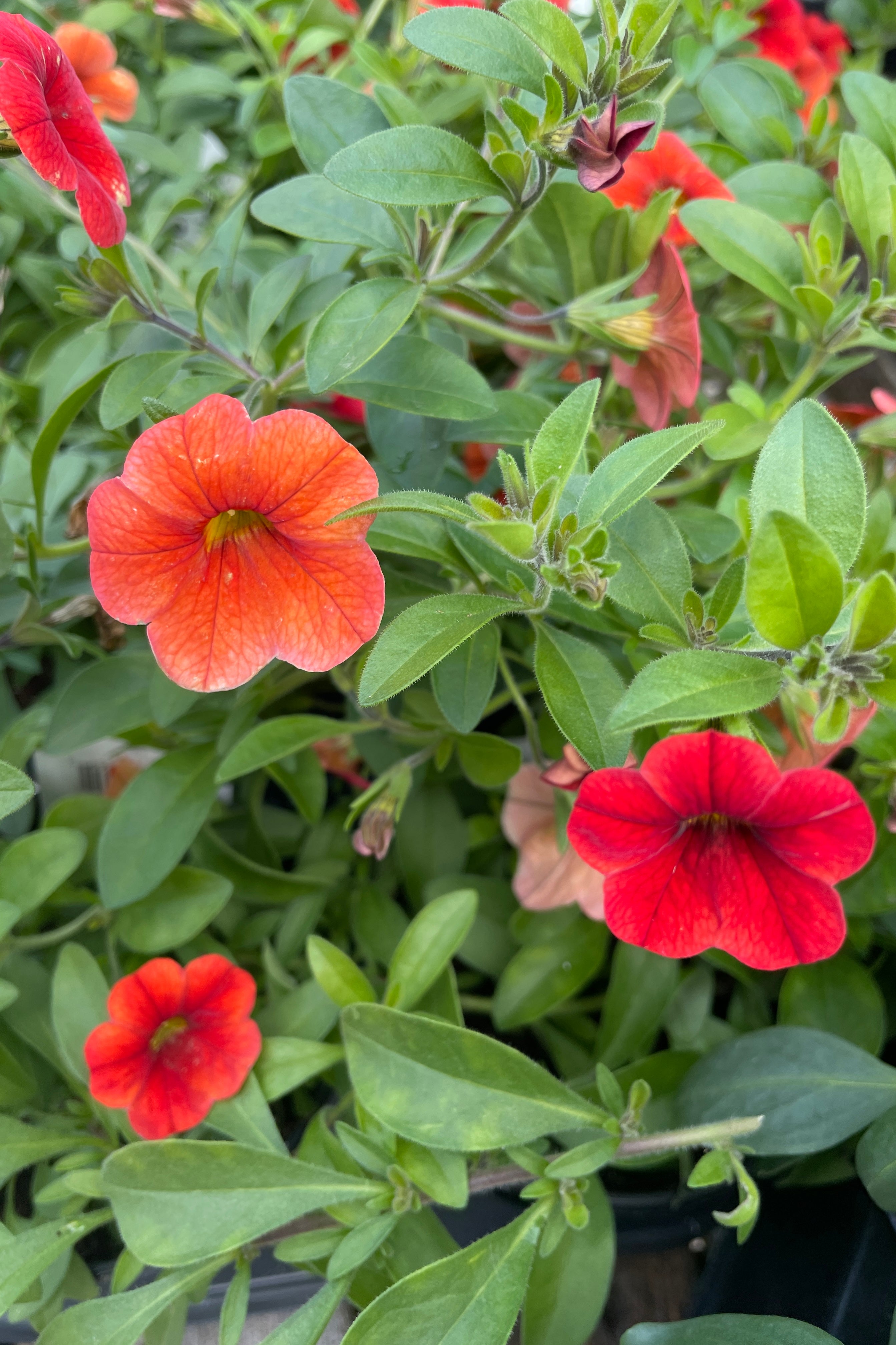 Calibrachoa annual 'MiniFamous Neo Deep Orange' shining bright orange the beginning of Spring