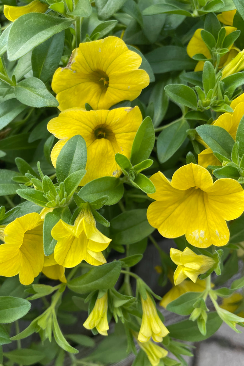 The yellow flowers of the Calibrachoa 'MiniFamous Uno Yellow' the beginning of spring.