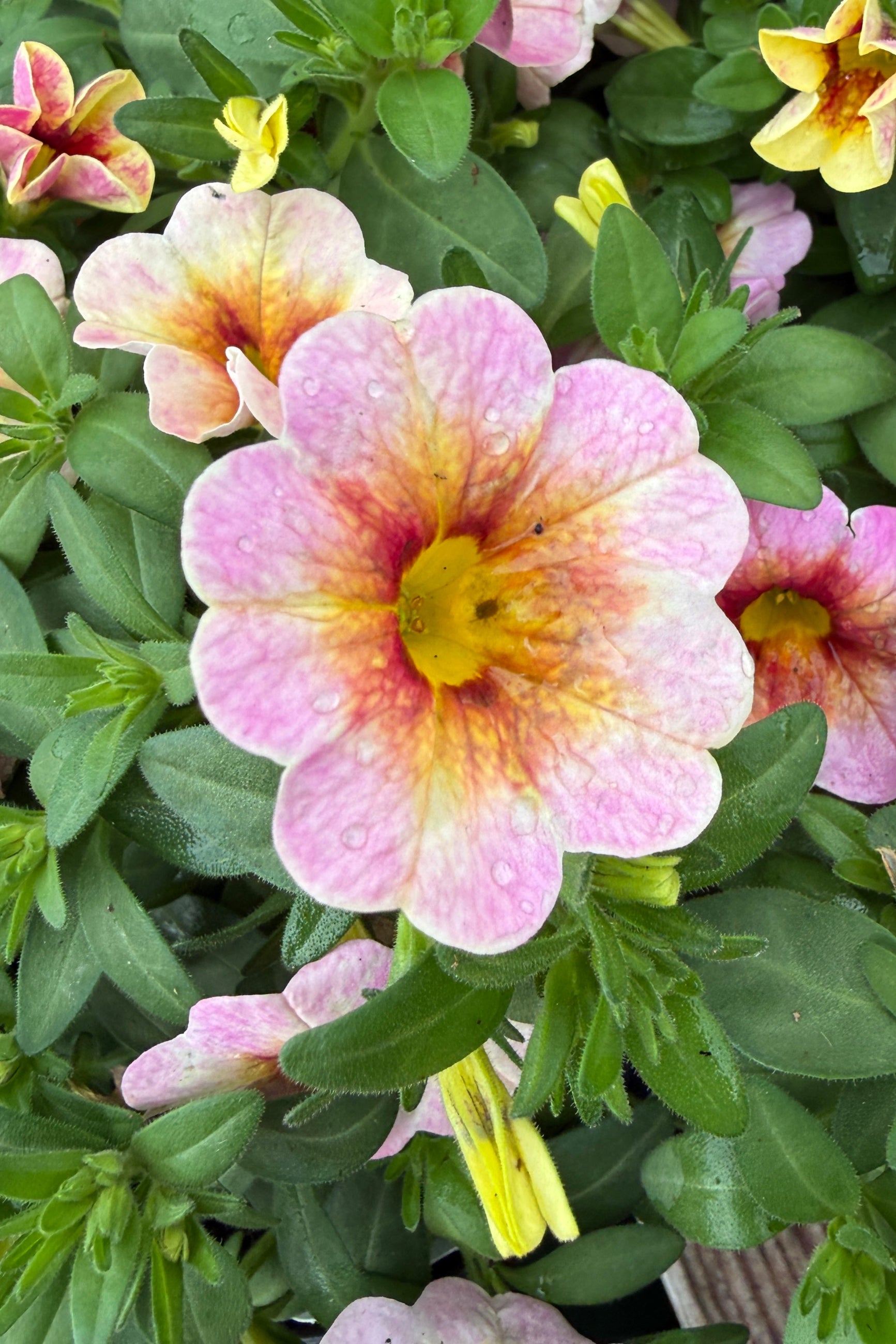 Close-up of a pink and yellow Calibrachoa 'Rainbow Dragon Berry' flower with green leaves. ©Sprout Home