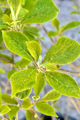 Detail of the Callicarpa 'Profusion' light green leaves the end of April. 