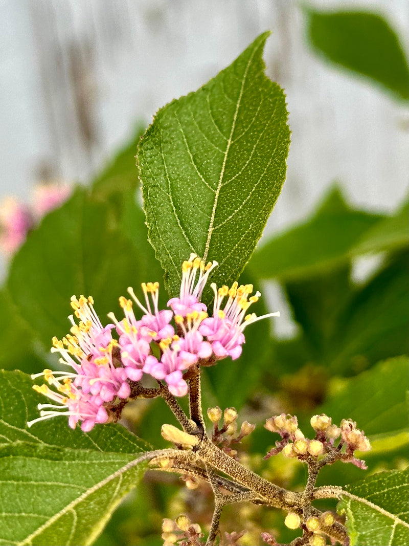 The delicate purple flowers mid June on the Callicarpa 'Profusion' shrub.