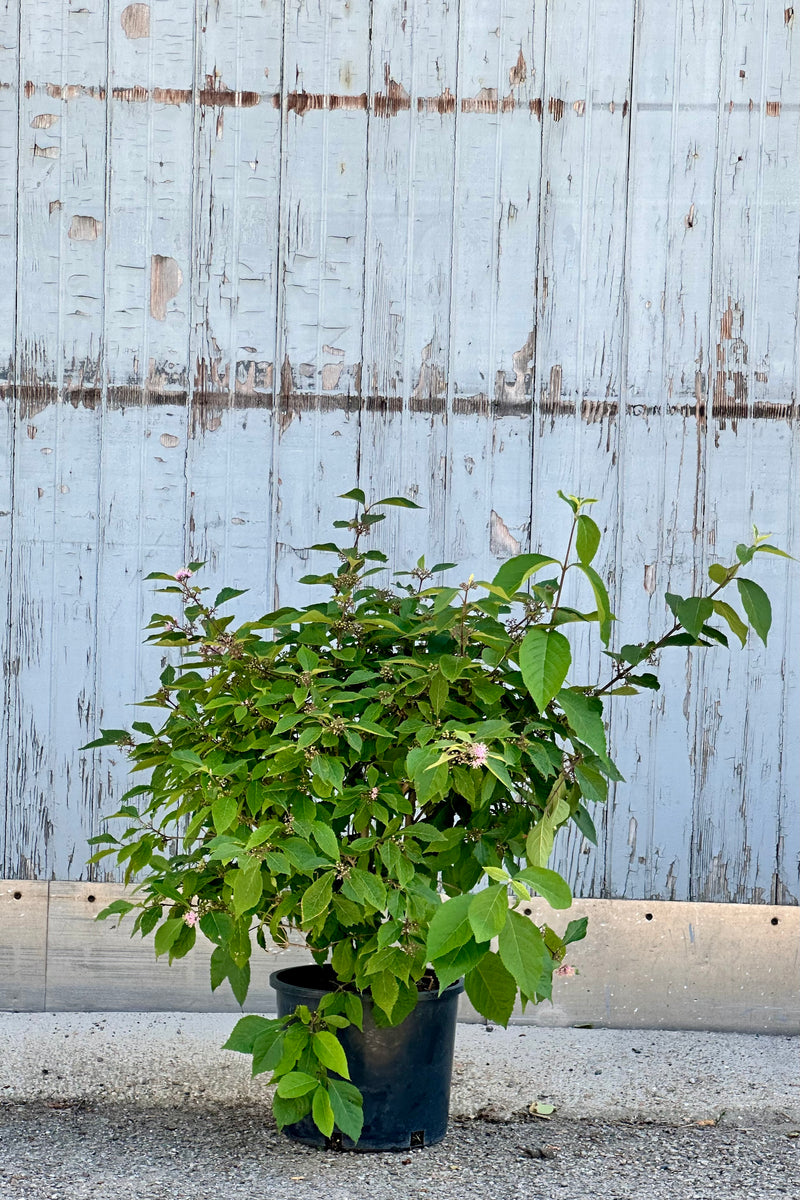 Callicarpa 'Profusion' in a #3 growers pot mid June 