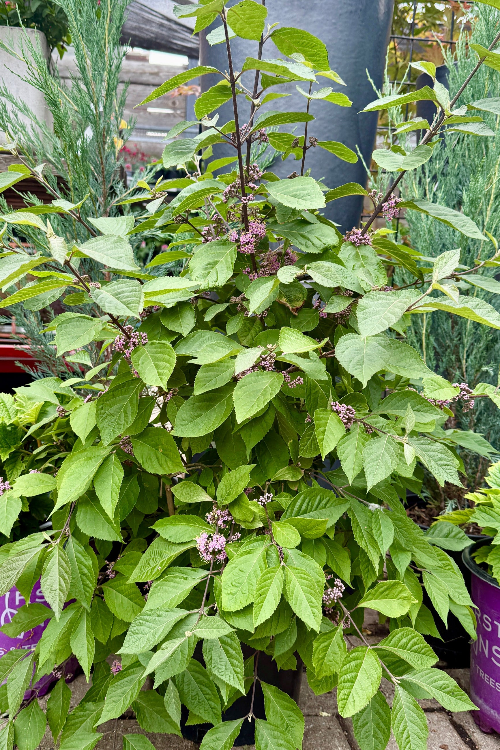 Callicarpa bodinieri 'Profusion' in a #3 growers pot in bloom the beginning of June with a blurred background ©Sprout Home