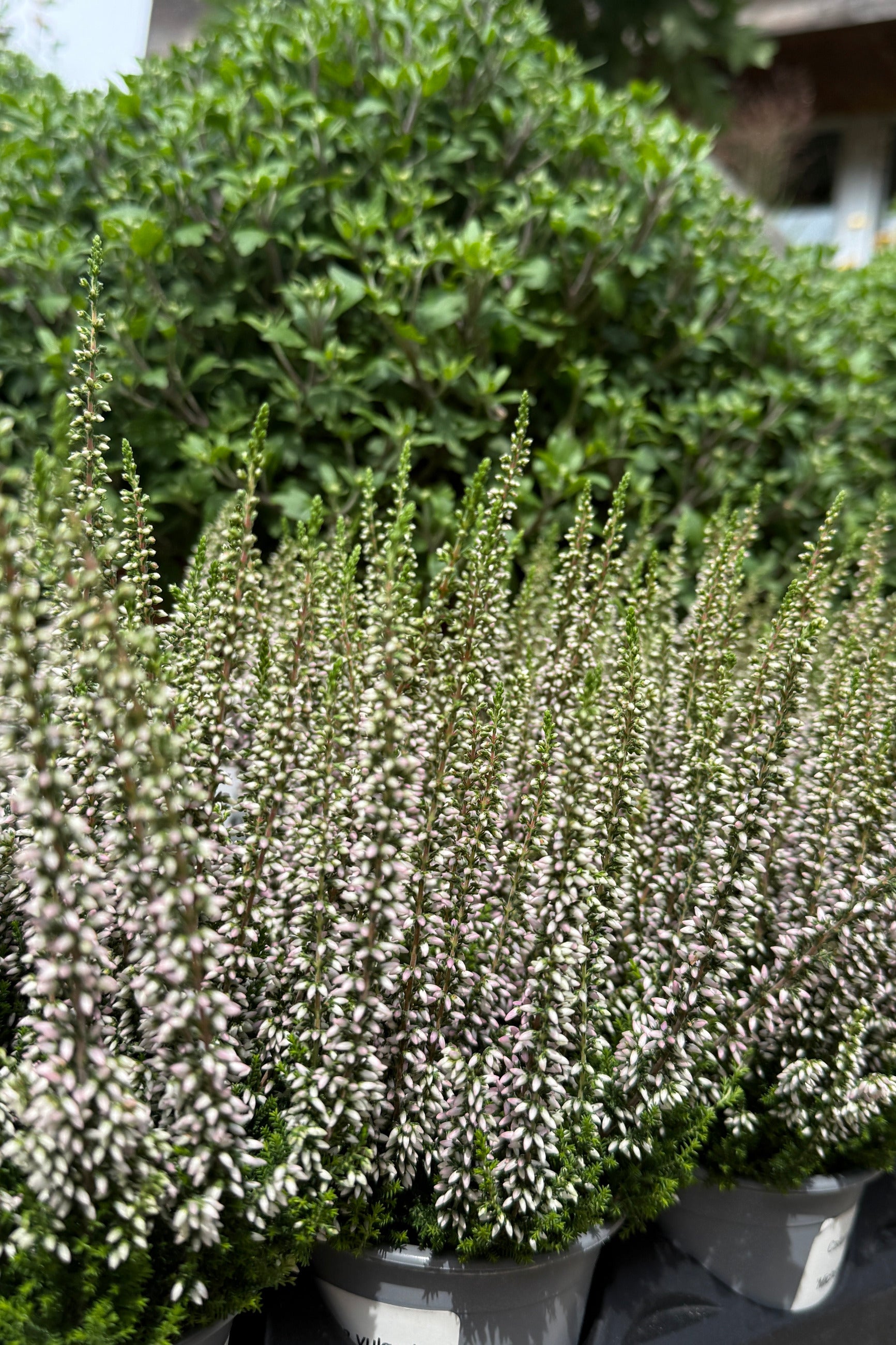 Potted Calluna 'Pink' heather plants with dense clusters of small pale pink to white flowers and green foliage, photographed outdoors with blurred greenery in the background. ©Sprout Home