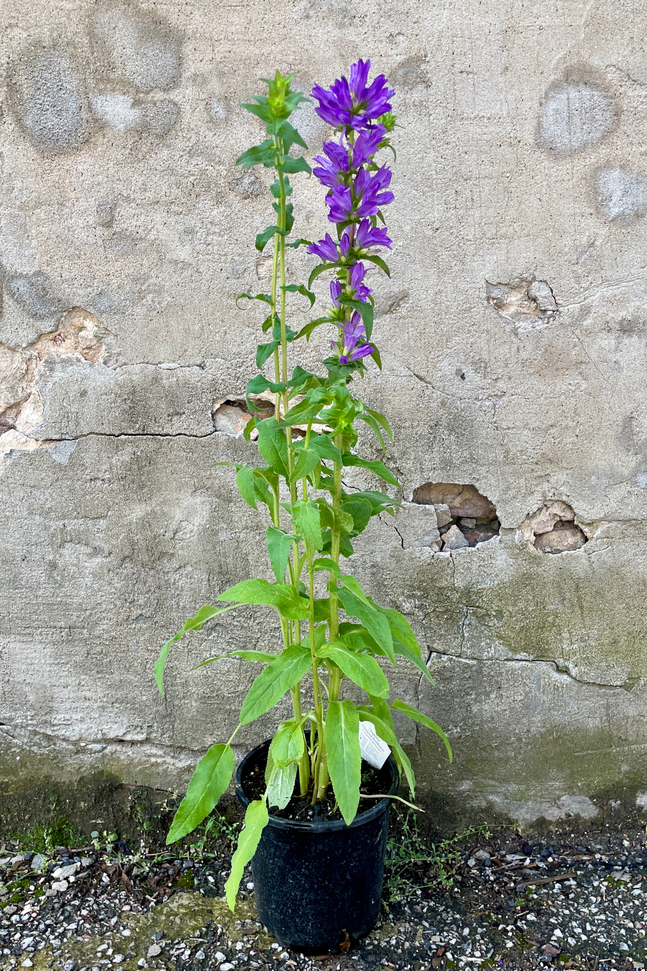 Campanula 'Superba' in bloom with purple flowers the beginning of June in a #1 growers pot. 