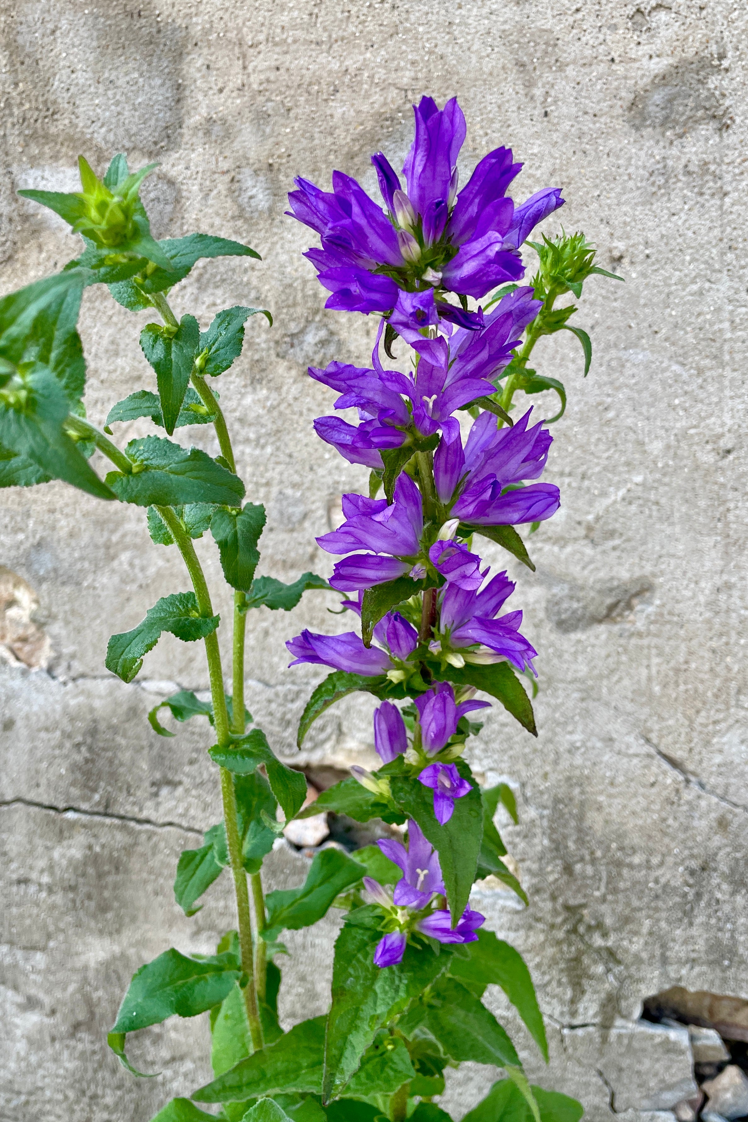 The purple flowers of the Campanula 'Superba' in bloom the beginning of June at Sprout Home. 