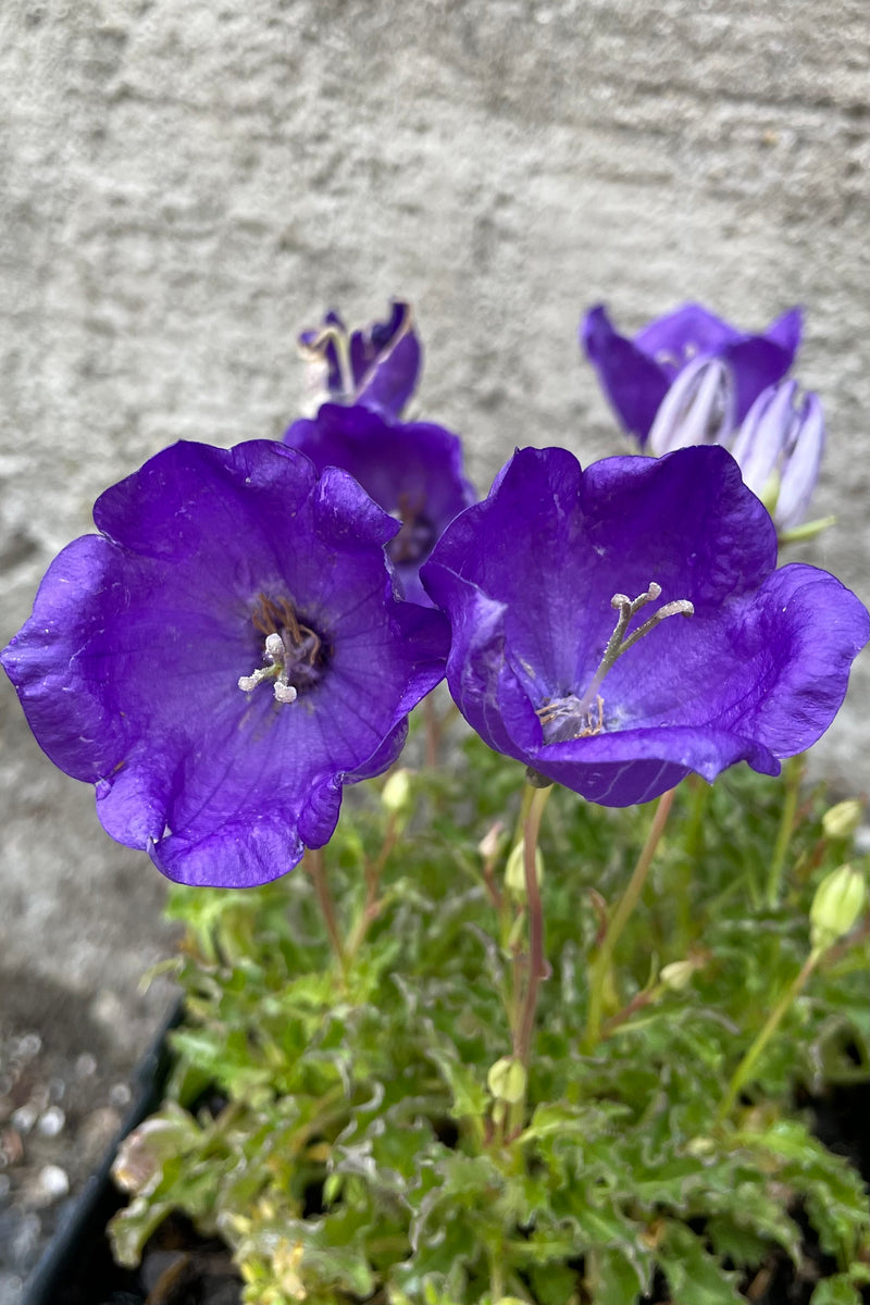 The royal purple open flower bloom of the Campanula 'Pearl Deep Blue' the middle of June