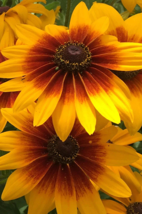 Campfire Rudbeckia flowers with their bright yellow and amber colors by Hudson Valley Seed Company