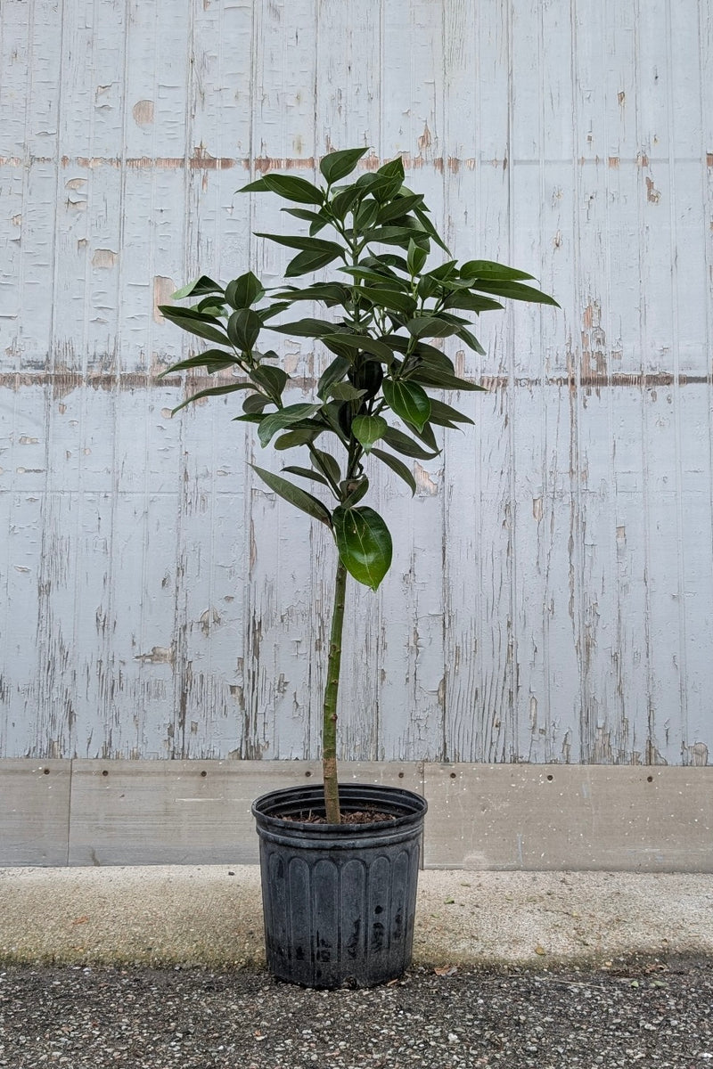 Canela , Cinnamomum verum "cinnamon Tree" in a 10" growers pot against a grey wood wall at SPROUT HOME