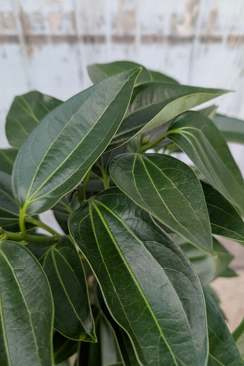 Canela , Cinnamomum verum "cinnamon Tree" detail showing the the dark green ovate leaves SPROUT HOME