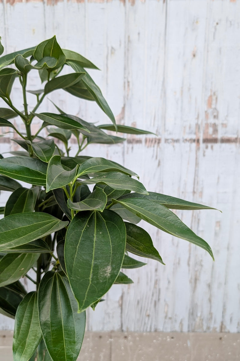 Canela , Cinnamomum verum "cinnamon Tree" detail showing the the dark green ovate leaves SPROUT HOME