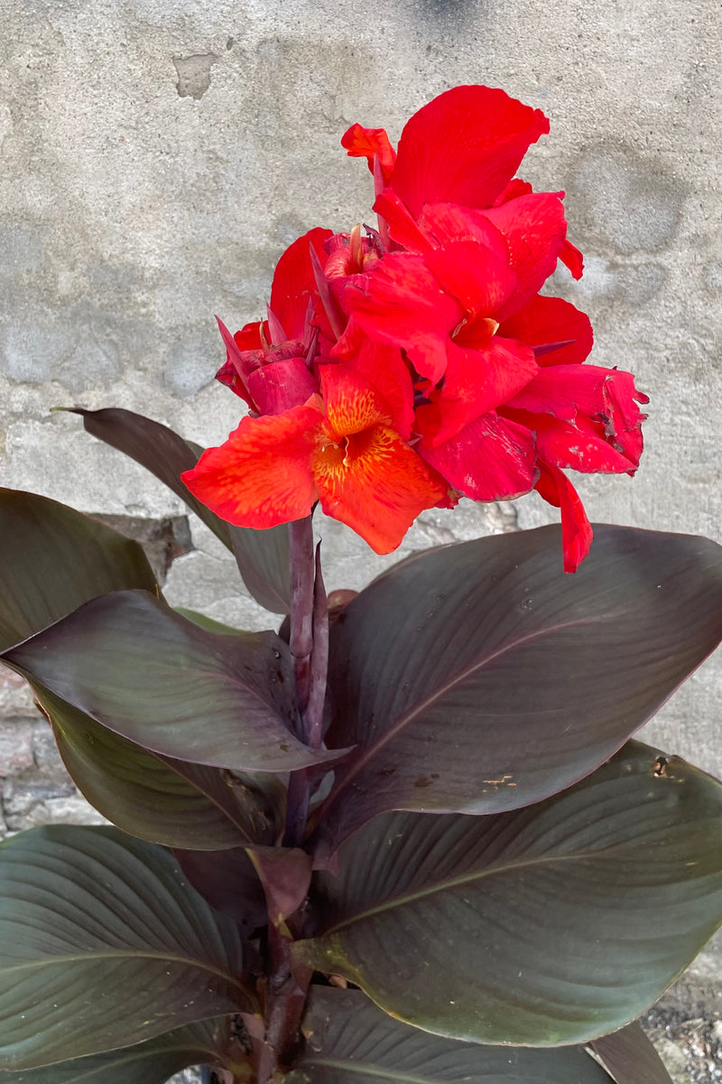 A dark leaved and red blooming Canna the middle of July up close.