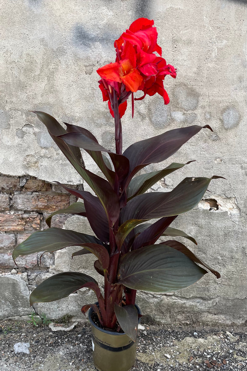 A dark leaved and red blooming Canna the middle of July in its growers pot standing in front of a concrete wall. 