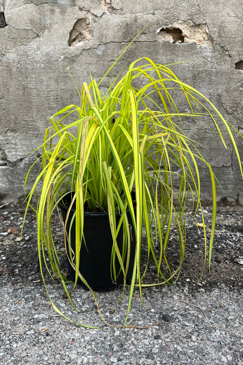 Carex 'Bowles Golden' in a #1 growers pot during July with its bright yellow foliage with green margins. 