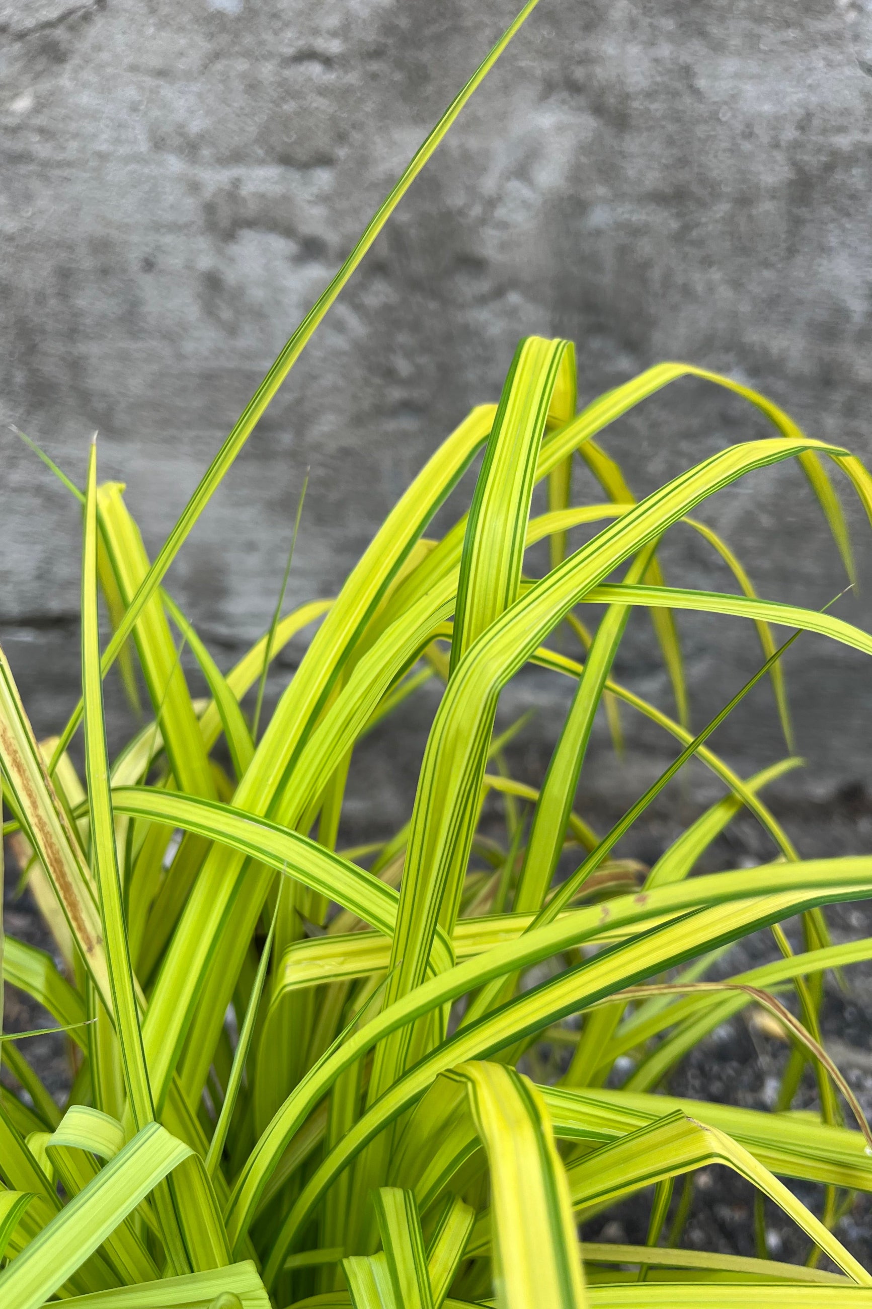 Detail picture of the bright yellow green foliage of the Carex 'Bowles Golden' in July @Sprout Home
