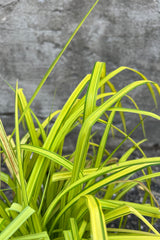 Detail picture of the bright yellow green foliage of the Carex 'Bowles Golden' in July