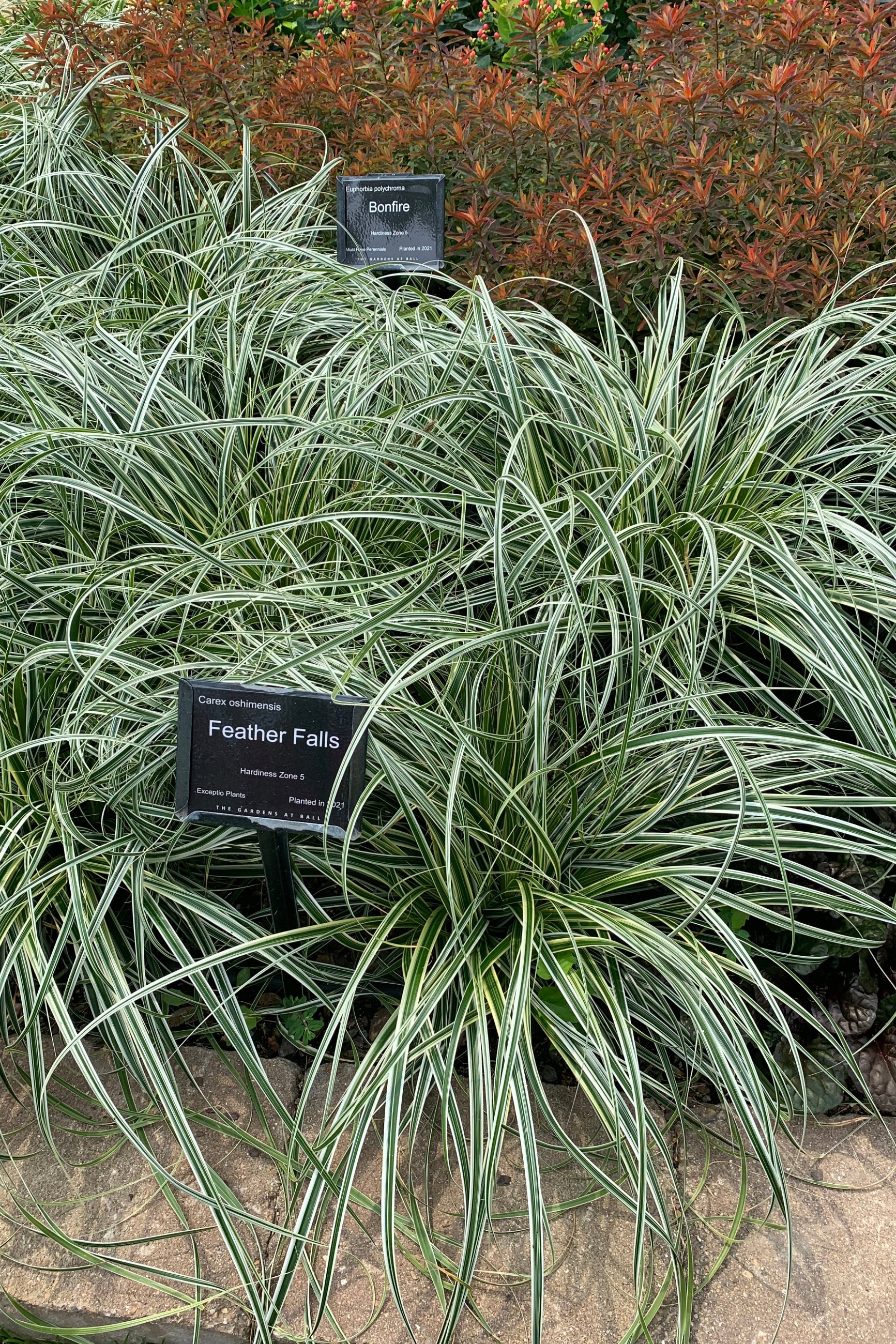 Carex 'Feather Falls' in the landscape ©Elite Growers