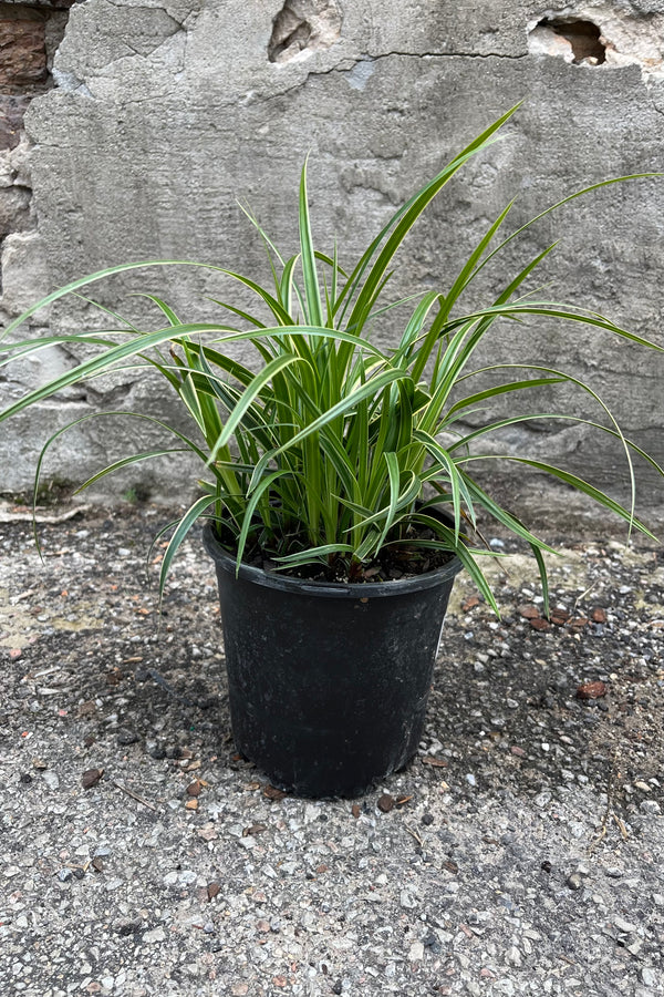 Carex 'Ice Dance' in a #1 growers pot the middle of July  with its graceful arching blades of green with white margins. 