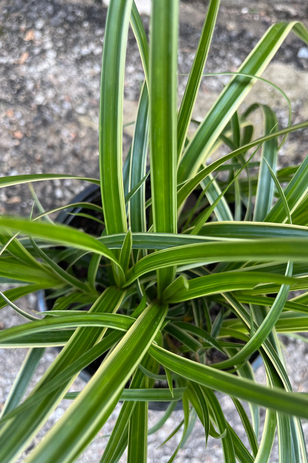 The green with white margin grass like blades of the Carex 'Ice Dance' mid July looking from above the plant. 