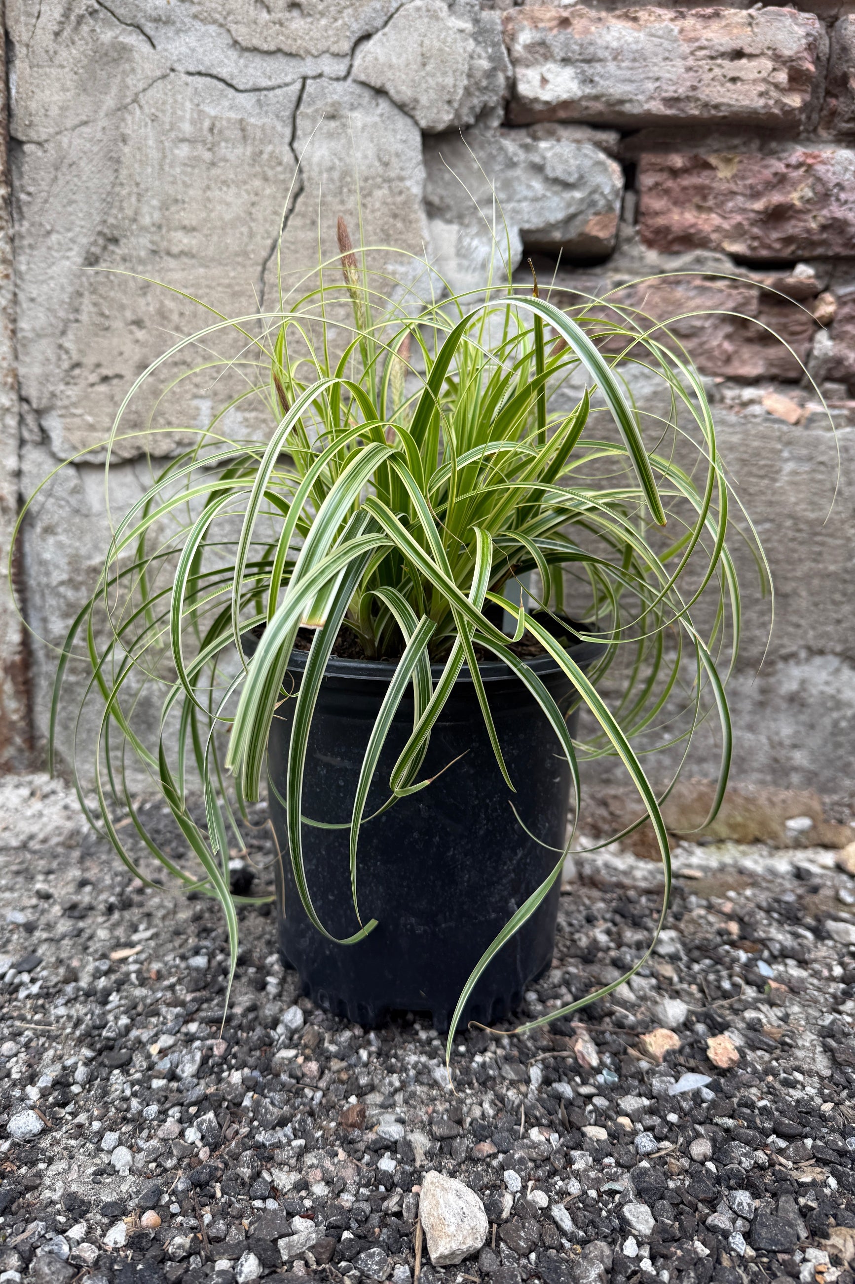 Carex o. 'Feather Falls' in a #1 growers pot with long green leaves against a stone wall. ©Sprout Home