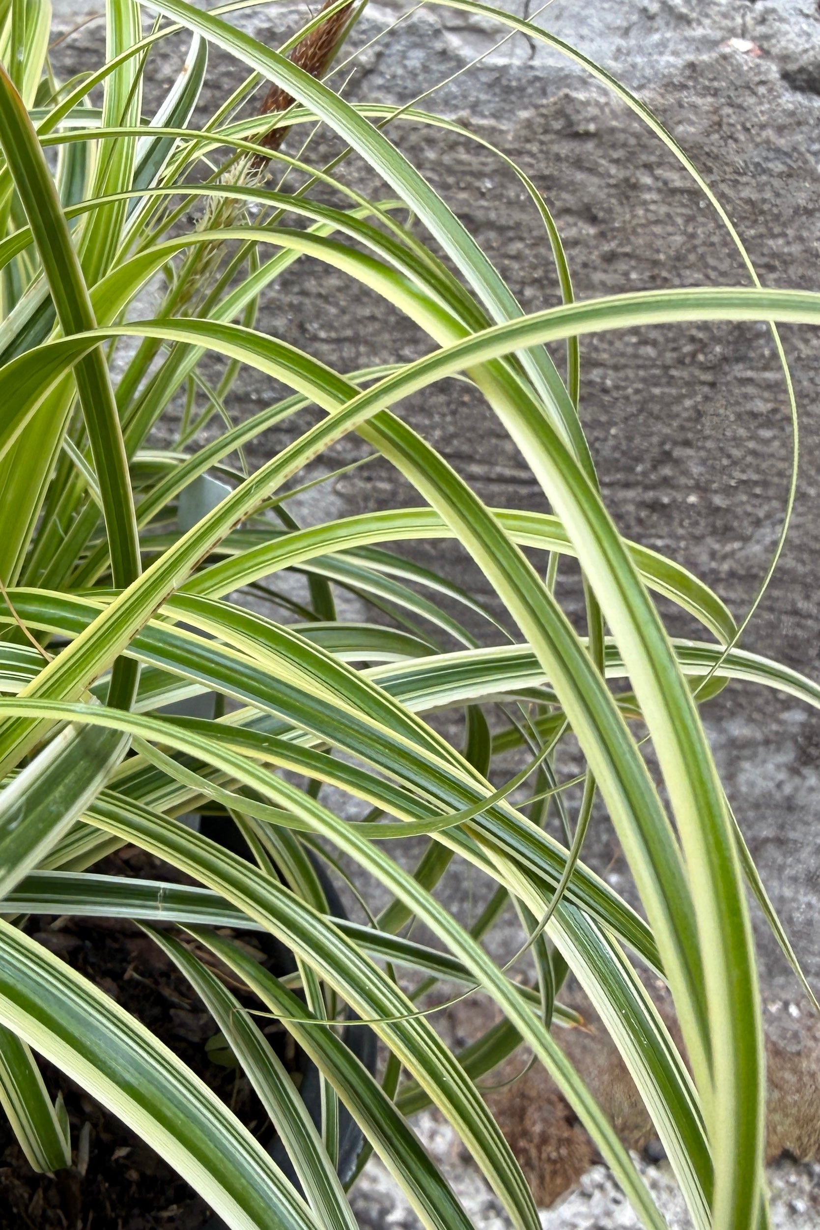 Close-up of Carex o. 'Feather Falls' leaves on a stone surface. ©Sprout Home