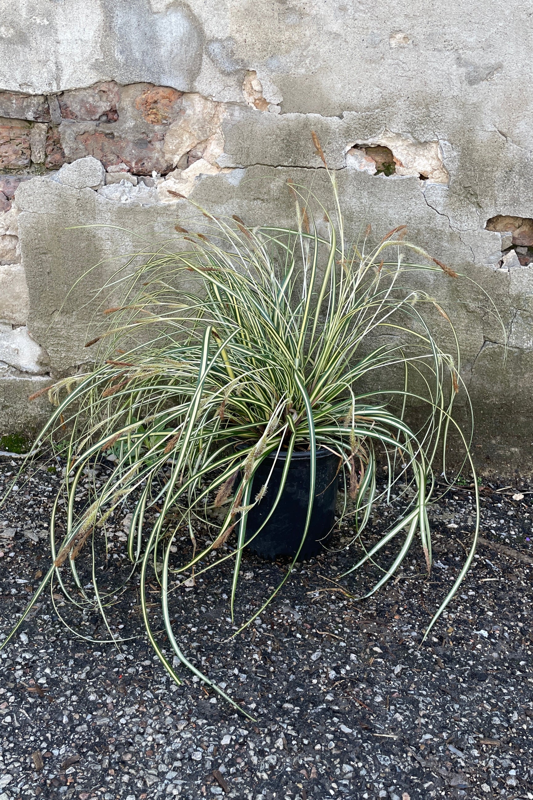 Carex 'Ice Cream' in a #1 growers pot the end of March. ©Sprout Home