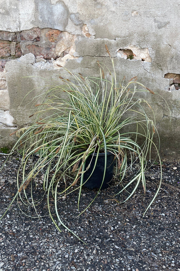 Carex 'Ice Cream' in a #1 growers pot the end of March.