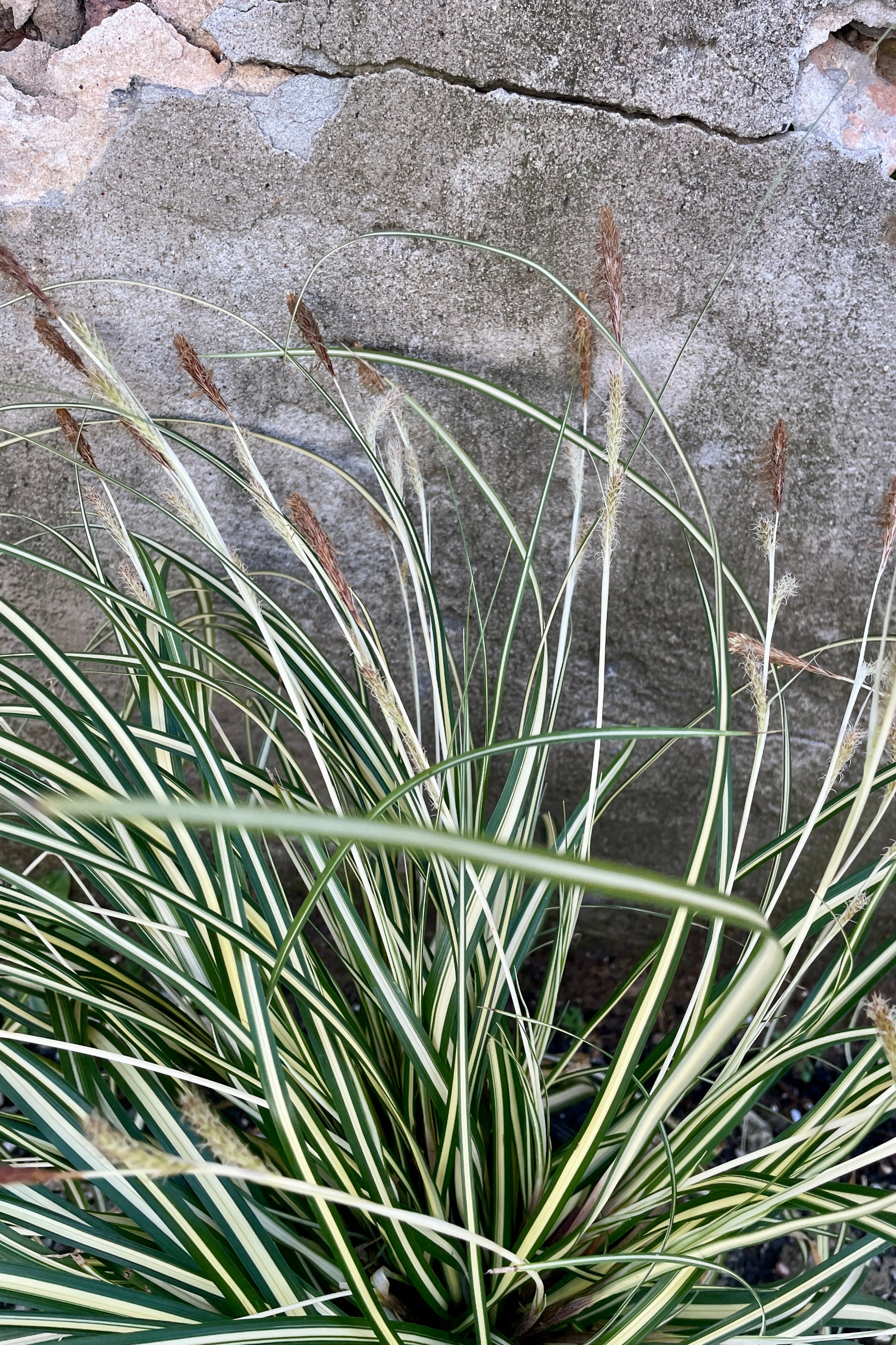 Detail of the variegated white and green blades of the Carex 'Ice Cream' the end of March. ©Sprout Home